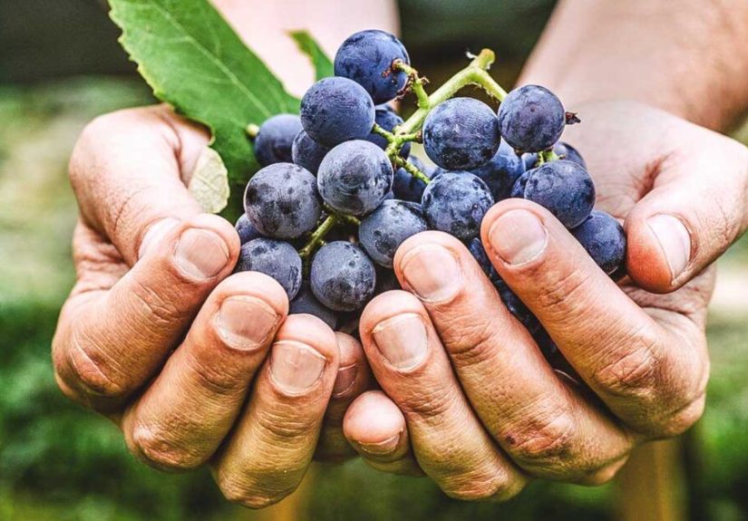 Diabetes and Resveratrol