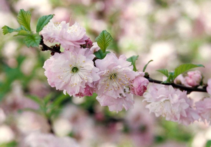 How to Plant and Grow Flowering Almond