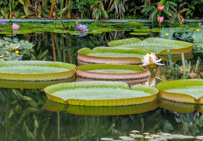 These Record-Breaking Water Lilies Can Hold Nearly 200 PoundsSee the Whimsical Contest That Crowns a Winner