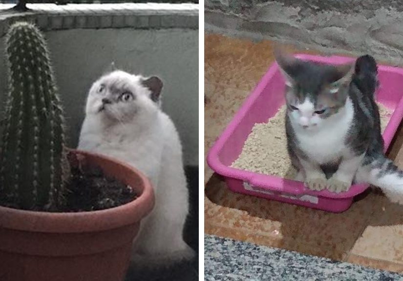 40 Times Cats Acted So Weird, They Made People Ask, “What’s Wrong With Your Cat” (New Pics)