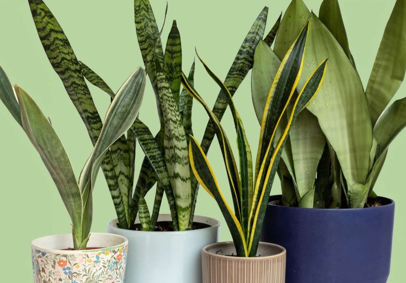 6 Expert Tips for Snake Plant Care