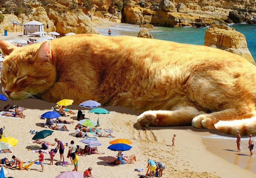 91 Surreal Photo Edits With Giant Cats By Matt McCarthy (New Pics)