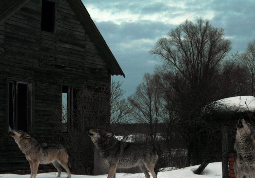 Chernobyl is Turning Into a Wildlife Preserve for Wolves