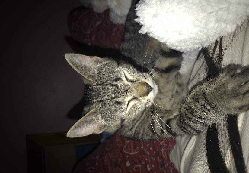 Hey Pandas Show A Pic Of What Your Pet Is Doing Right Now (Closed)