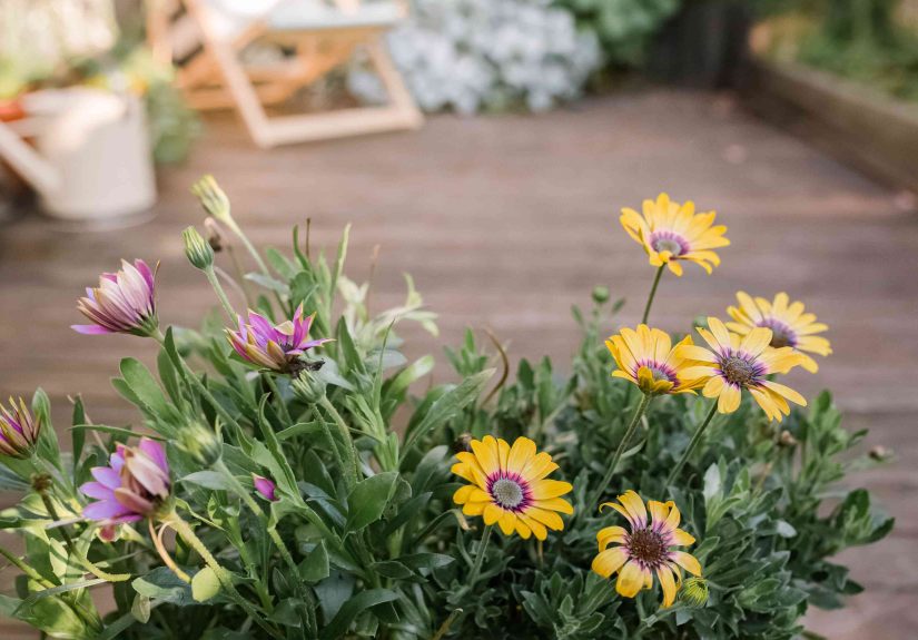 How to Grow and Care for African Daisy