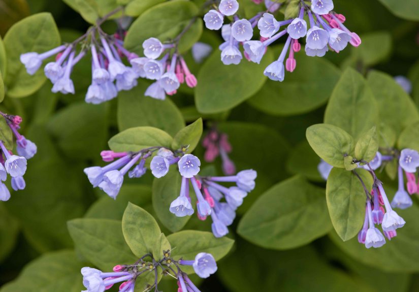 How to Grow and Care for Virginia Bluebells