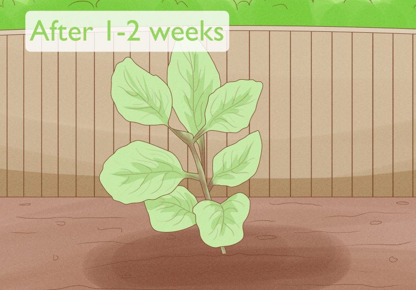 How to Grow Basil Cuttings (Quick and Budget-Friendly Steps to Start Your Herb Garden)