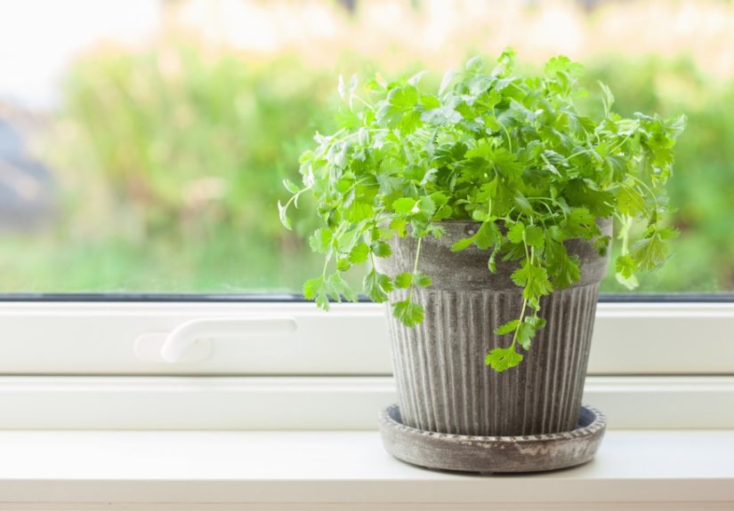 How to Grow Cilantro Indoors for Fresh Herbs Year Round - Bob Vila