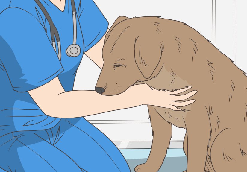 How to Manage Postpartum Shedding in Dogs: 10 Steps