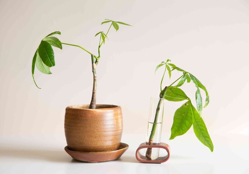 How to Propagate a Money Tree