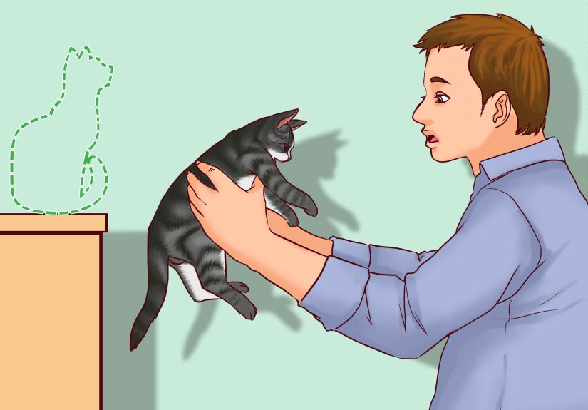 How to Speak Cat: Understanding Noises, Body Language, Tone