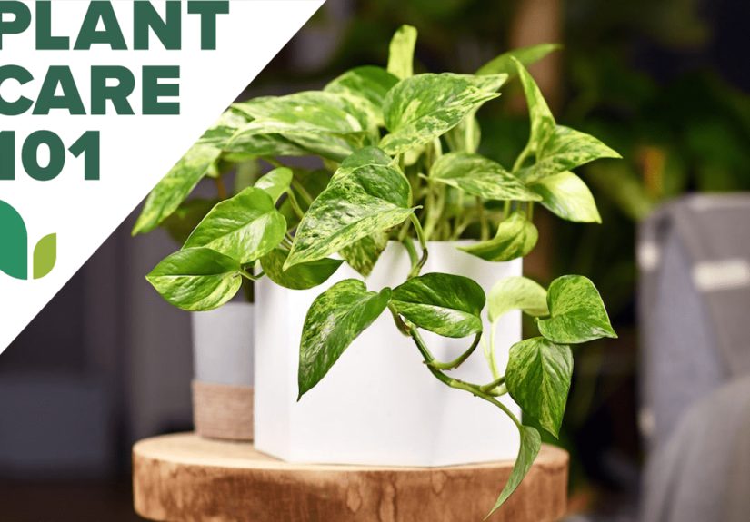 Pothos Plant Care 101