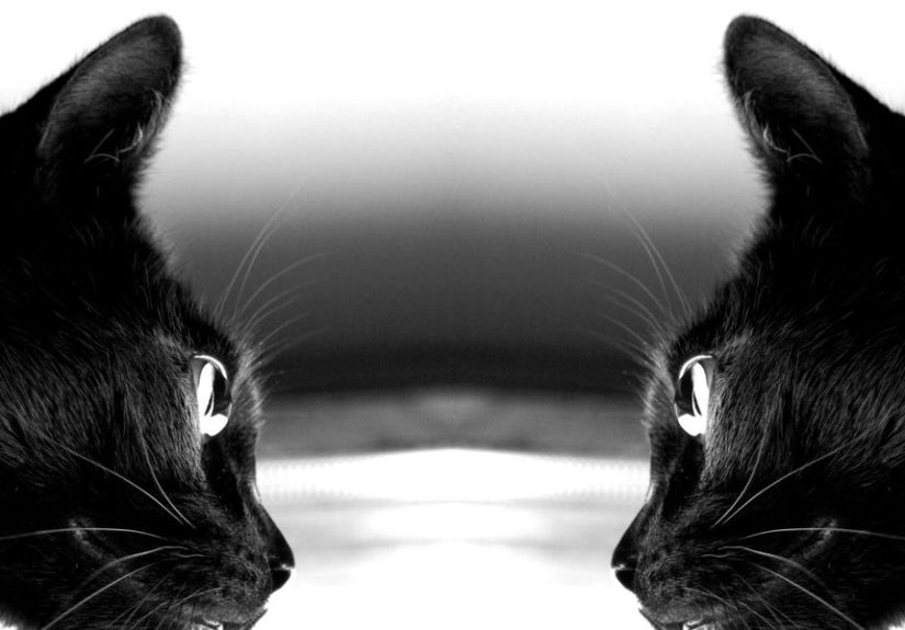 Scientists Brought Schrödinger’s Cat to Lifeand Proved Something Incredible