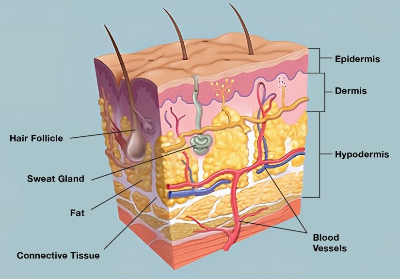 Skin: Layers, Functions, and How to Keep It Healthy