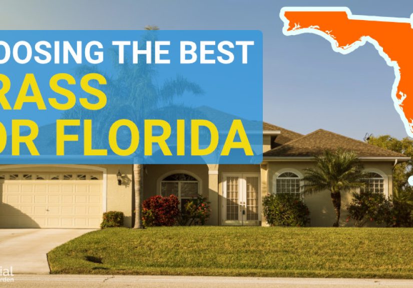 The Best Grass For Florida - Choose The Right Seed For Your Lawn