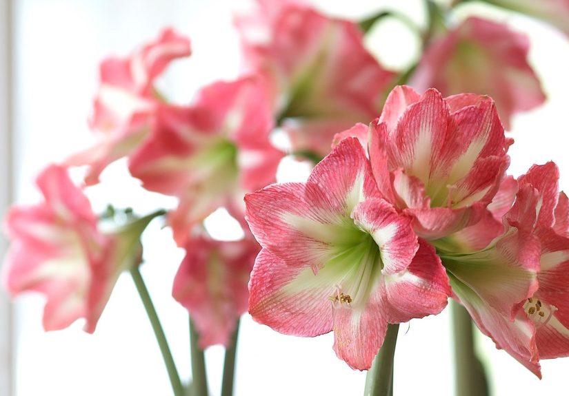 What to Do with Amaryllis Bulbs After They Bloom