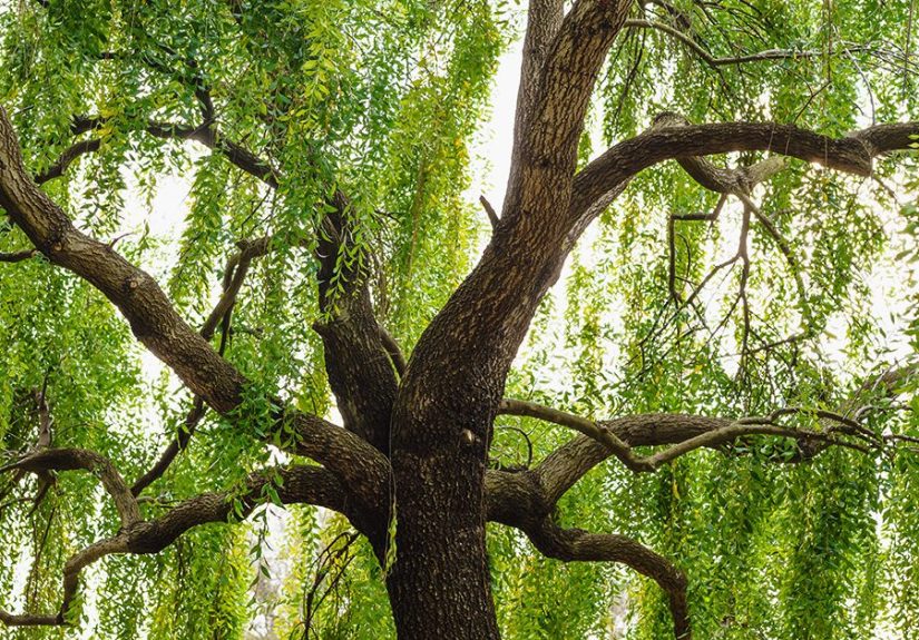 Willow Bark: Nature’s Aspirin
