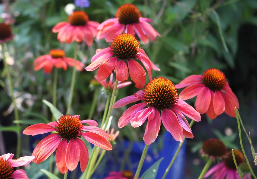 10 Beautiful Plants You’ll See on Everybody’s Front Porch This Fall