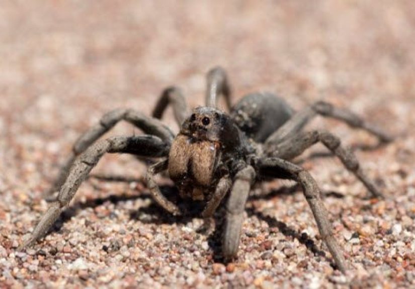 10 Fascinating Things You Might Not Know About Spiders