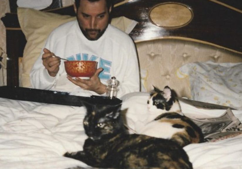 20 Pics Of Freddie Mercury And His Beloved Cats
