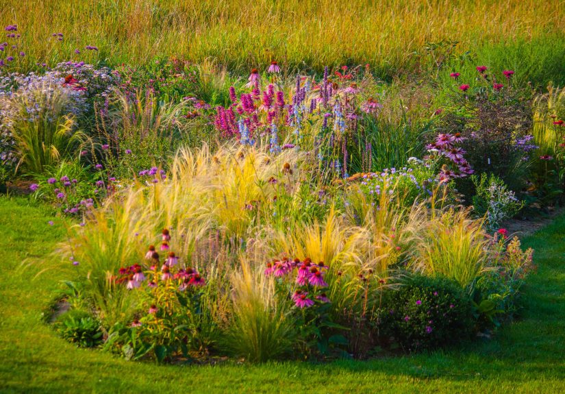 26 Late Summer Flowers You Can Still Plant for a Pop of Color
