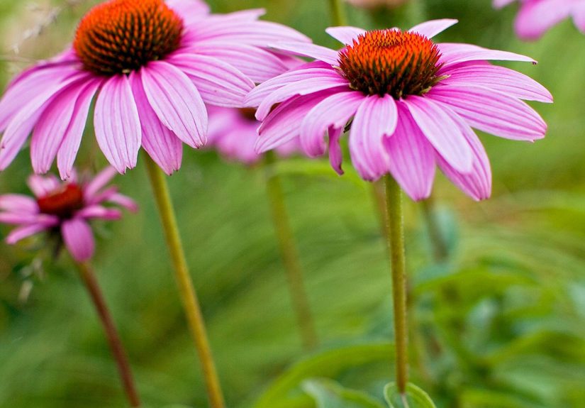 27 Low-Maintenance Perennial Flowers Perfect for Beginners