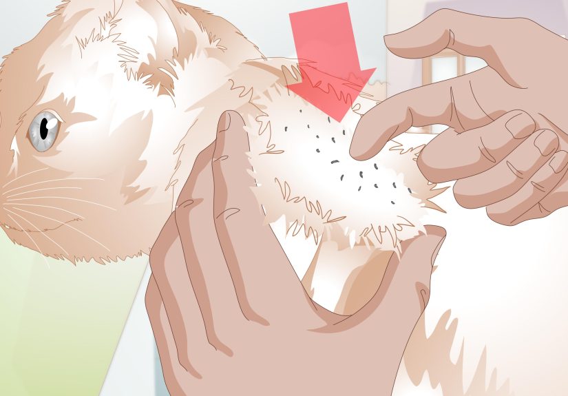3 Ways to Administer Frontline for Cats