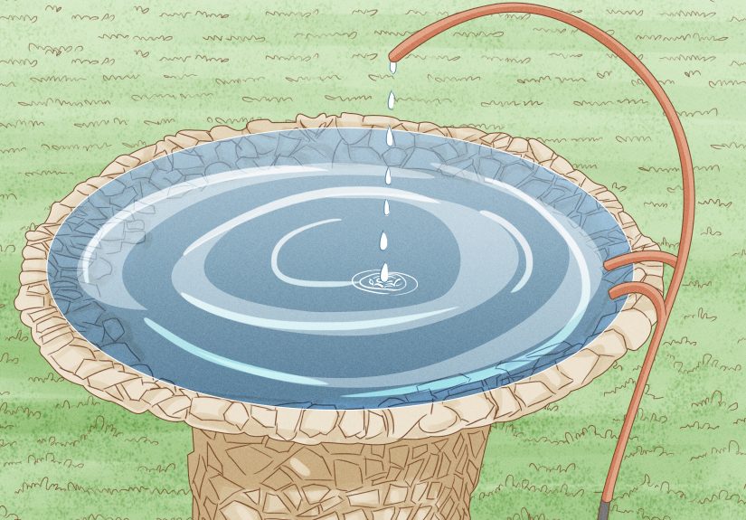 3 Ways to Keep Algae from Growing in Bird Bath
