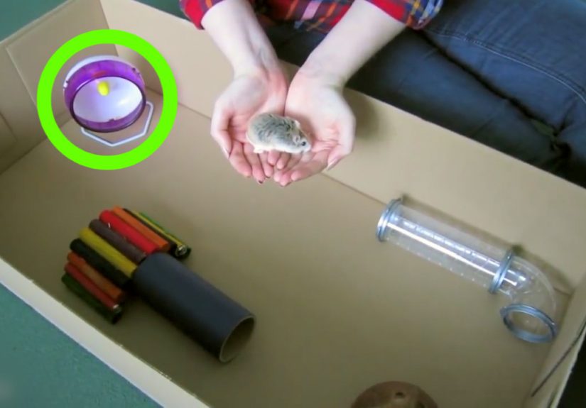 3 Ways to Play With a Hamster