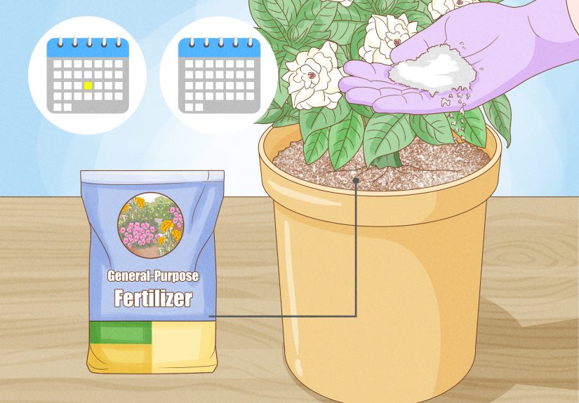 3 Ways to Raise Gardenias in Pots