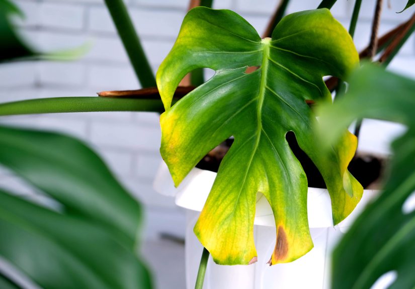 8 Reasons Your Monstera Leaves Are Turning Yellowand the Fixes That Work
