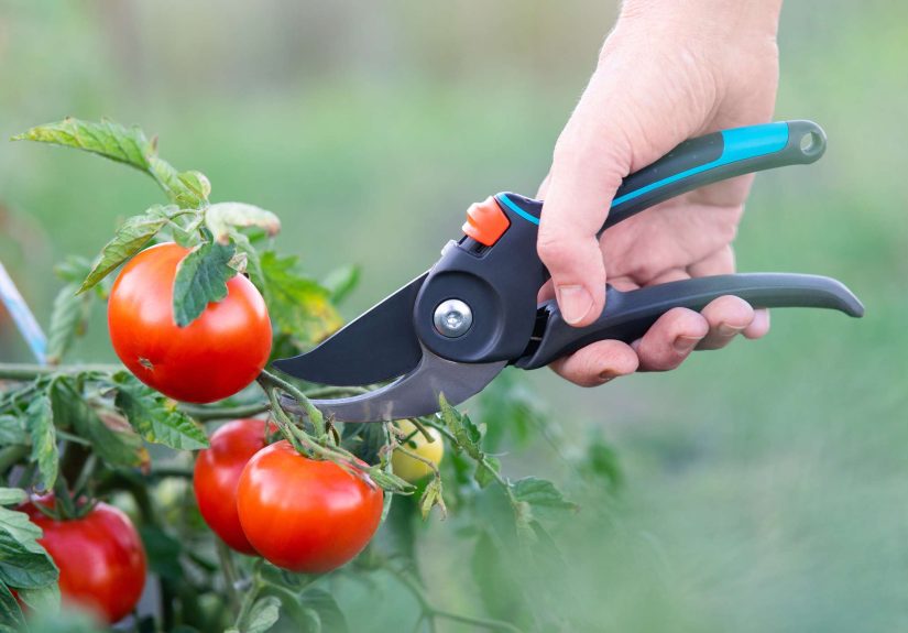 Can You Prune Tomatoes Too Late? Here's What Gardeners Recommend