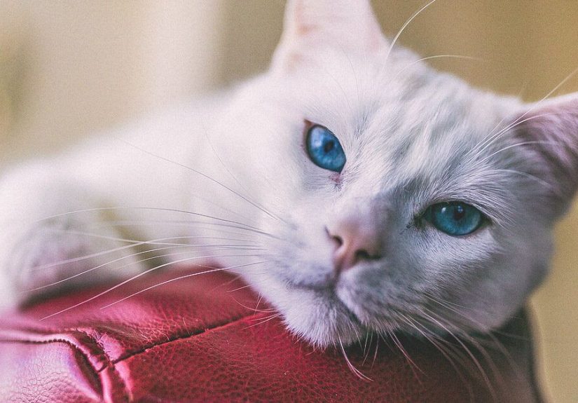Cat Scratch Fever: Causes, Symptoms, and Diagnosis