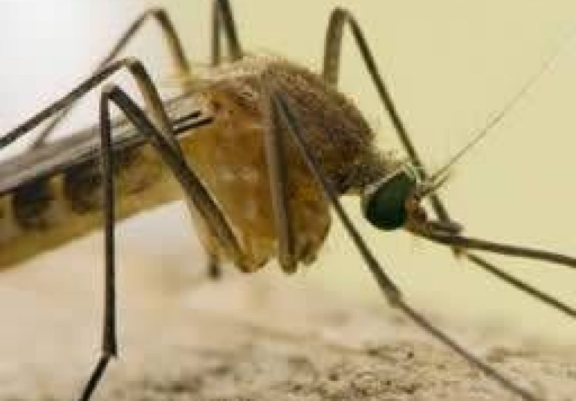 “Cocktail” Approach Could Lead to a Universal Malaria Vaccine
