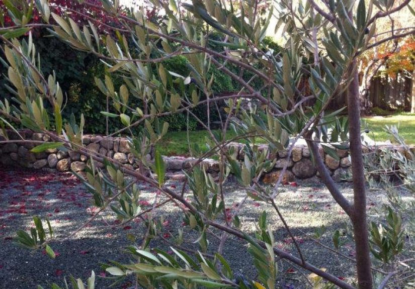 DIY: Home Cured Olives