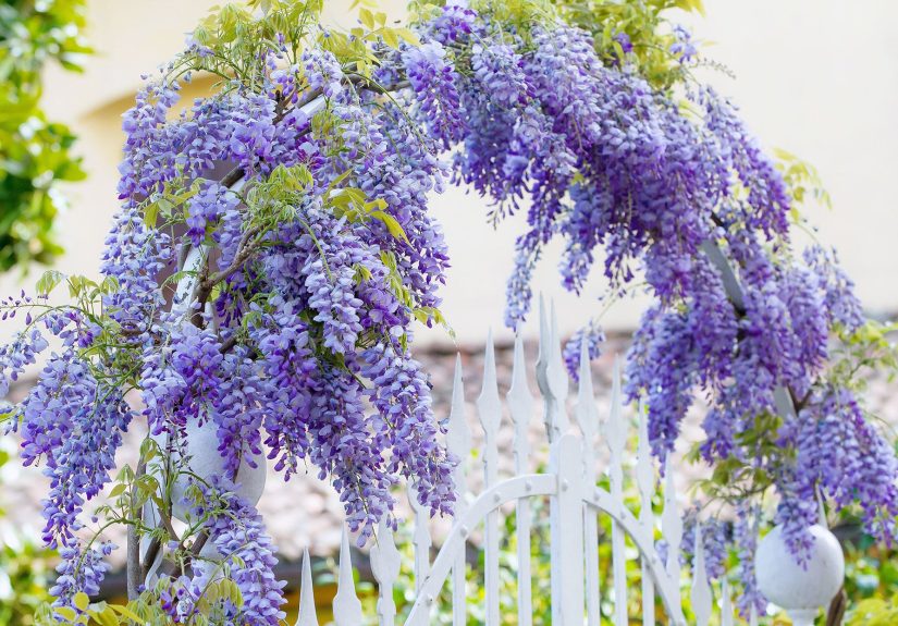 Grow a Wisteria Arbor With These Non-Invasive Types