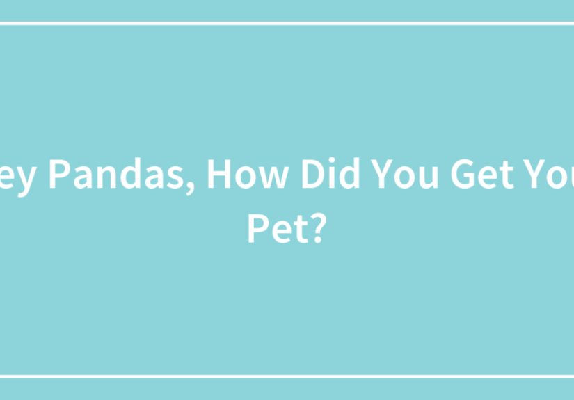 Hey Pandas, How Did You Get Your Pet?