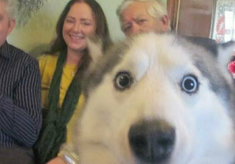 Hey Pandas, Show Me The Funniest Photobomb Your Pet Has Caused