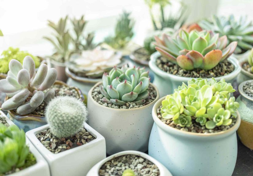 How Often to Water Succulents Plus 4 Serious Signs to Watch