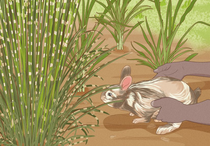 How to Care for a Baby Wild Rabbit: Food, Habitat & More