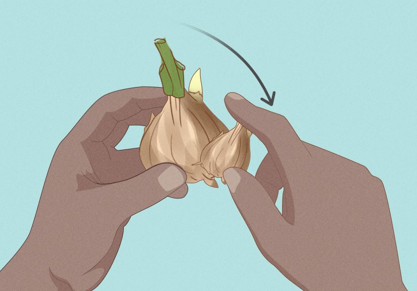 How to Care for a Potted Freesia After Blooming: 7 Steps