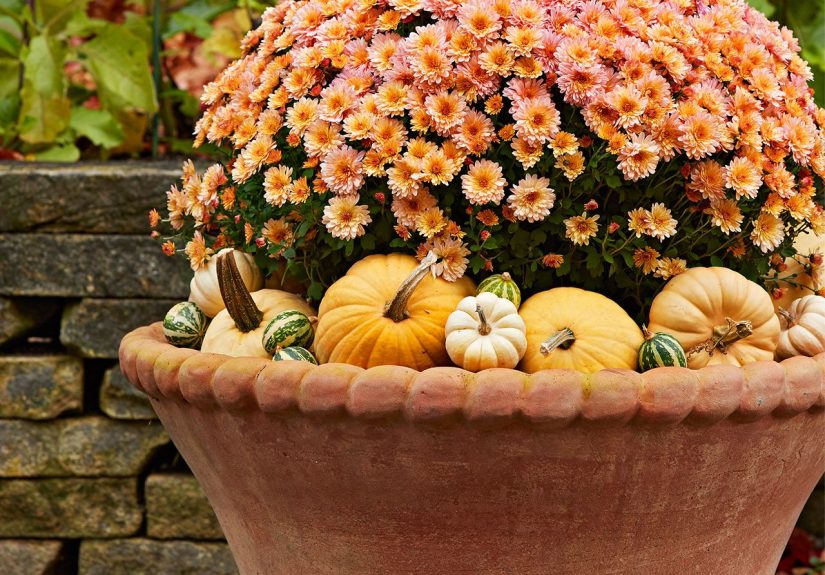 How to Care for Mums in Pots: 5 Must-Know Tips
