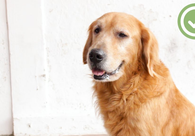 How to Control Your Dog: 12 Steps
