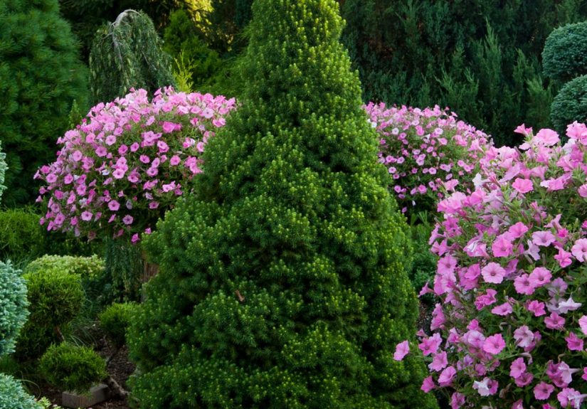 How to Diagnose and Revive Your Dwarf Alberta Spruce