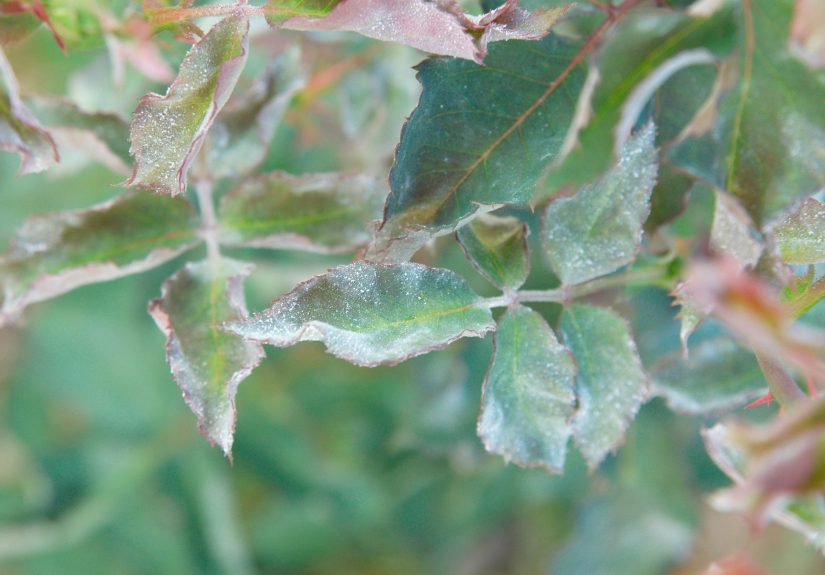 How to Get Rid of Powdery Mildew on Roses