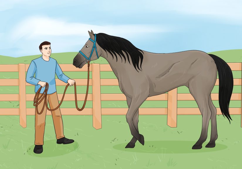 How to Get Your Horse to Trust You: Expert Techniques