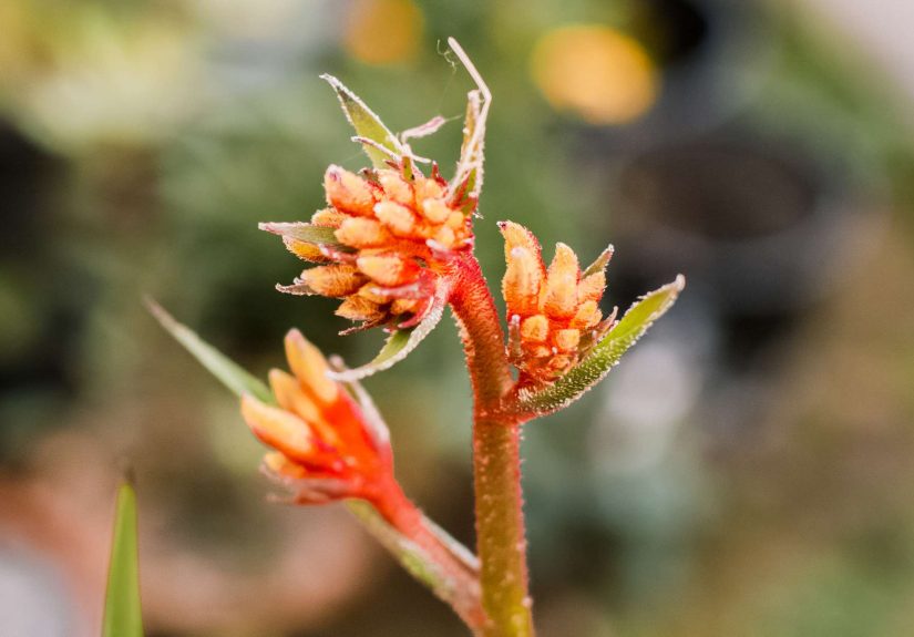 How to Grow and Care for Kangaroo Paw