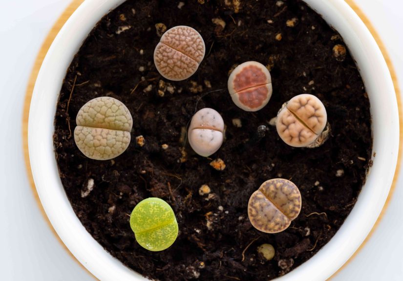 How to Grow and Care for Living Stones