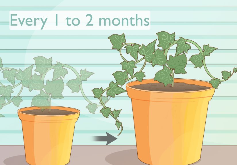 How to Grow Ivy from Cuttings: A Step-By-Step Guide