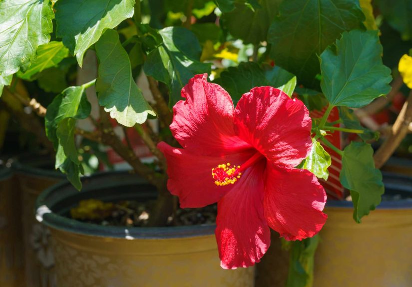 How to Make Your Hibiscus Bloom One More Time Before Fall Hits